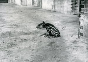 Een vier dagen oude Maleise tapir in de dierentuin van Londen, juli 1921 door Frederick William Bond